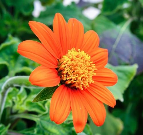 Orange Tithonia Torch Flower Seeds