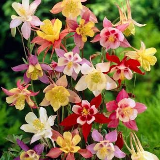 Mixed Aquilegia Flower Seeds