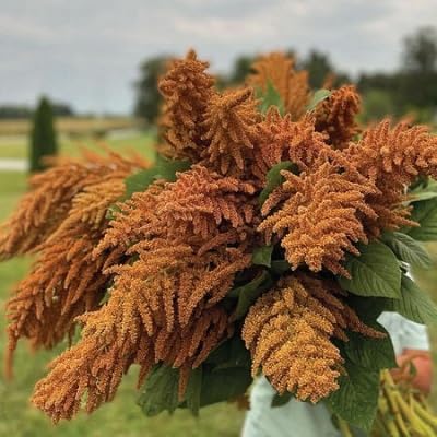 Amaranthus Flower Seeds