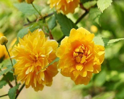 Yellow Kerria Japonicaflower Seeds