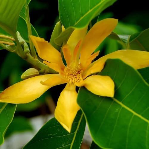 Yellow Champa Flower Seeds