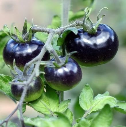 Black Tomato vegetable seeds for Home Gardening, Heirloom, Non-GMO, High Germination Organic for kitchen garden planting