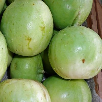 tinda gourd vegetable seeds