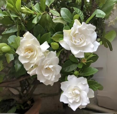 White Gardenia Flower Seeds