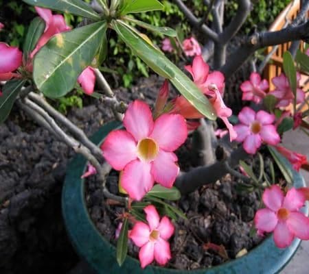 Adenium obesum Flower Seeds