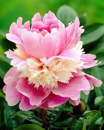 Pink Pale Azalea Flower Seeds