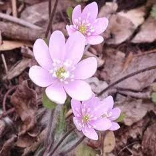 Pink Hepatica Flower Seeds