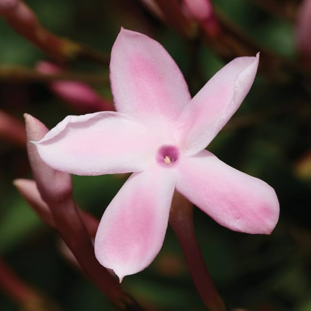Pink Jasmine Flower Seeds – , , Seeds - Heirloom Non GMO Premium Garden Seeds for Planting