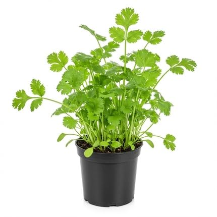 Green Cilantro vegetable seeds for Home Gardening, Healthy Seasonal Vegetable Planting for kitchen garden planting