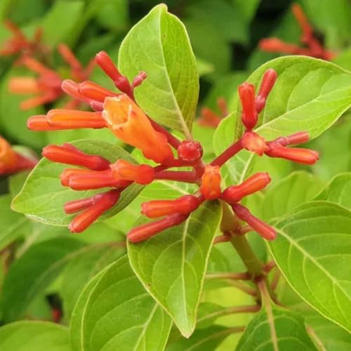 Red Hamelia Flower Seeds