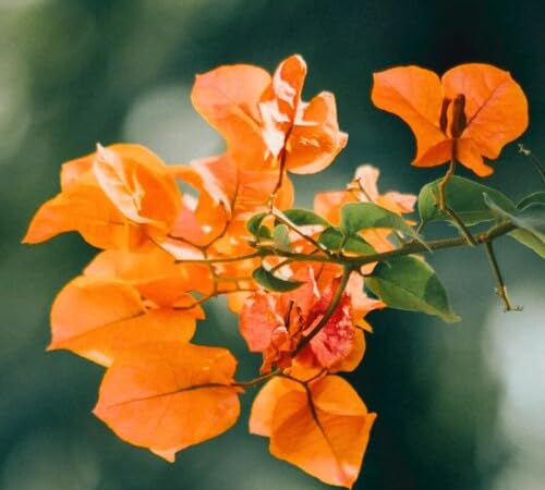 Orange Perennial Giant Bougainvillea Flower Seeds