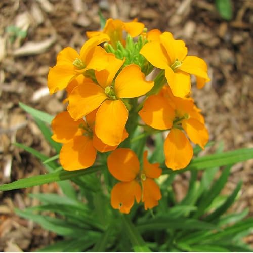 Orange Cheiranthus Allionii fruit seeds for organic garden planting
