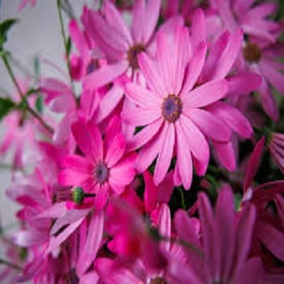 Senetti Pericallis Flower Seeds