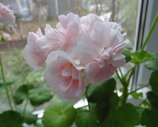 Pink Light Geraldton Flower Seeds