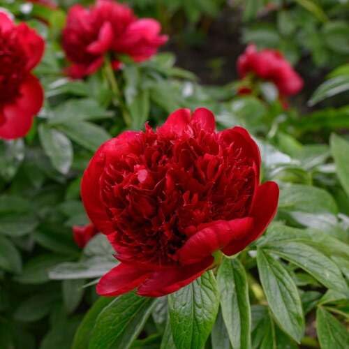 Red Poeny Flower Seeds