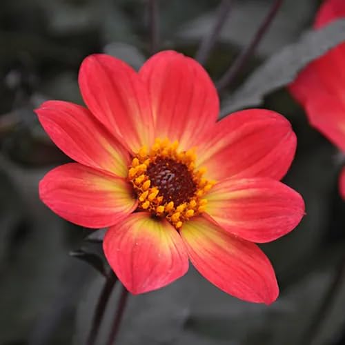 Orange Echinacea Flower Seeds