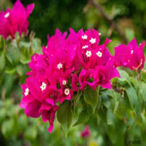 Pink Bougainvillea Flower Seeds