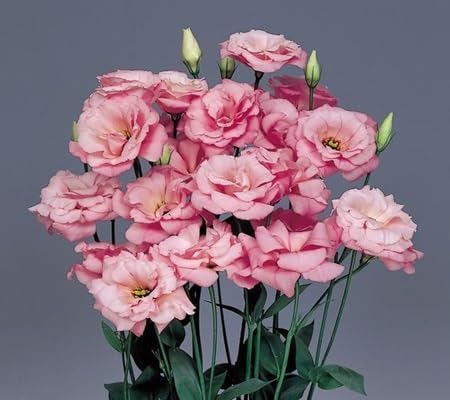 Lisianthus Flower Seeds