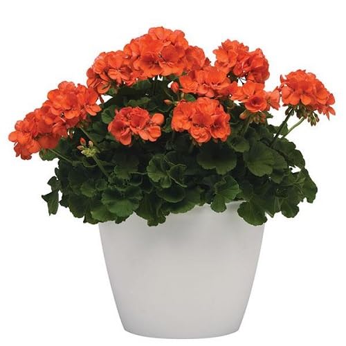 Orange Climbing Geranium Flower Seeds