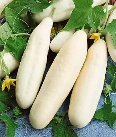 Cucumber Vegetables Seeds White vegetable seeds for Home Gardening, Healthy Culinary Garden Variety for kitchen garden planting