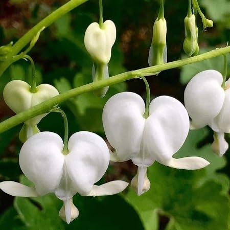 White Dicentra Seeds
