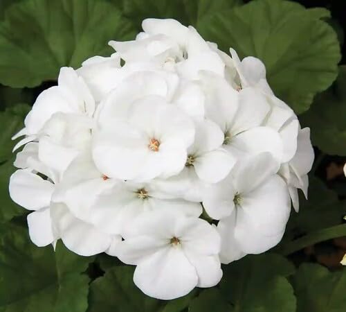 white geranium flower seeds