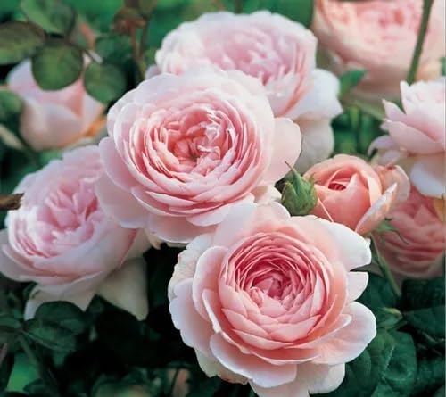 pink austin rose flower