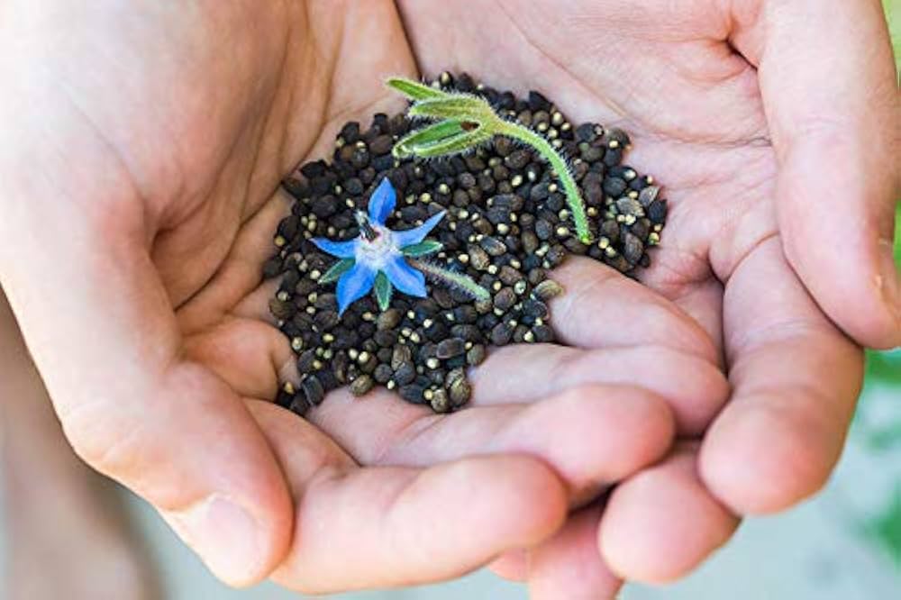 Blue Borago Borage Flower Of Star Flower Garden Bonsai Flower Seeds