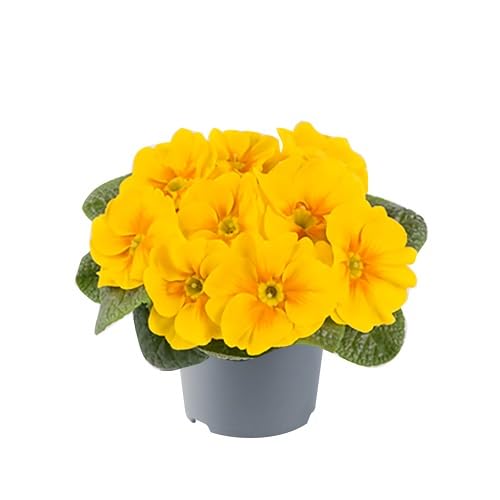 Yellow Primula Candelabra Flower Seeds