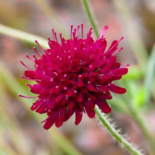 Maroon Macedonica Flower Seeds