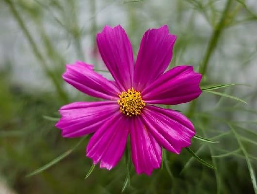 pink coreopsis flower seeds