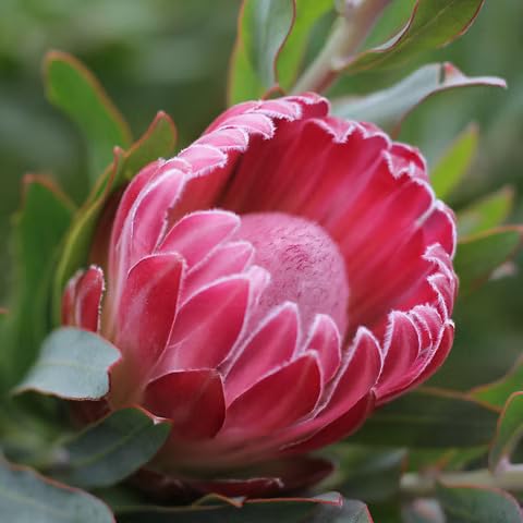 Protea Flower Seeds