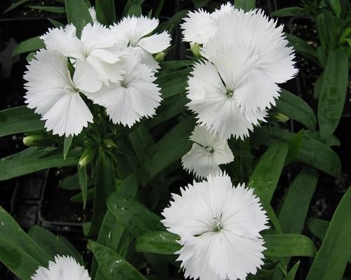 white dianthus flowers seeds