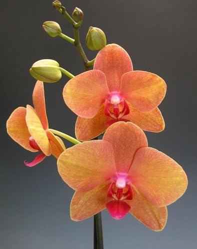 Monkey Face Orchid Flower Seeds