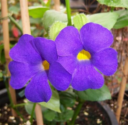 Purple Thunbergia Flower Seeds