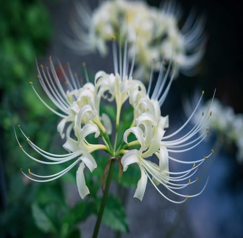 White Lycoris Flower Seeds