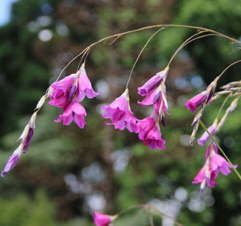 pink dierama flower seeds