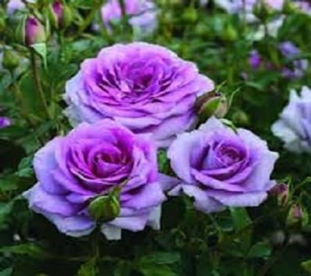 Purple Rose Flower Seeds