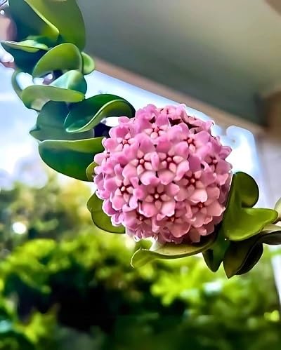 Pink Hoya carnosa Flower Seeds