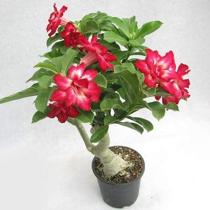Red Adenium Flower Seeds