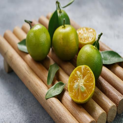 Calamansi Fruit fruit seeds for organic garden planting