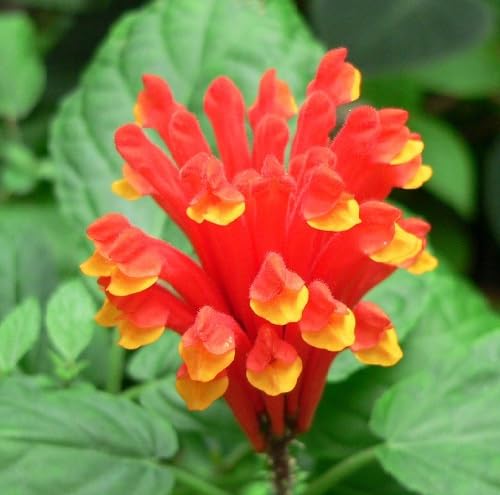 Red Scutellaria costaricana Flower Seeds