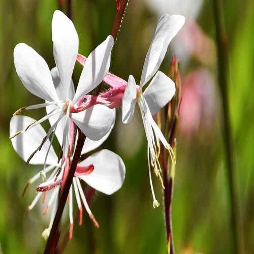 White Gaura Lindheimeri Flower Seeds