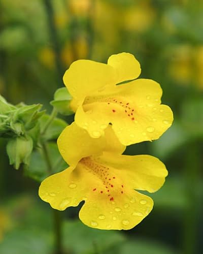 Yellow Mimulus Flower Seeds