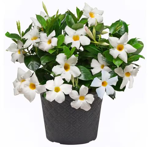 White Dipladenia Flower Seeds