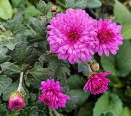 Pink Chrysanthemum Flower Seeds