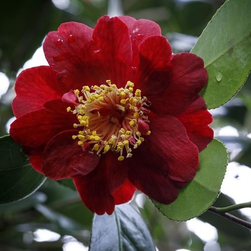 Perennial Camellia Flower Seeds