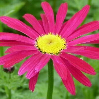 Pink Pyrethrum Daisy Perennial Flower Seeds