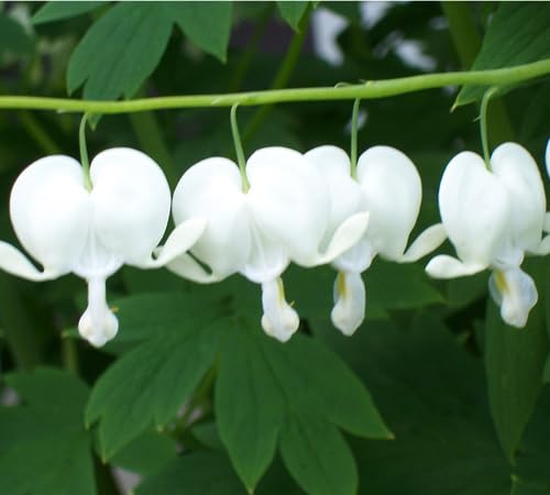 White Lamprocapnos Flower Seeds