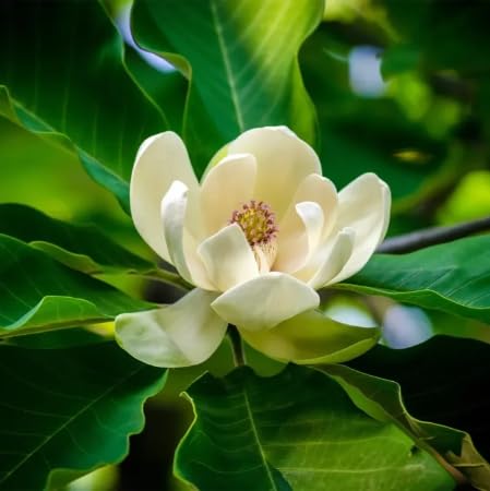 white mangolia flower seeds